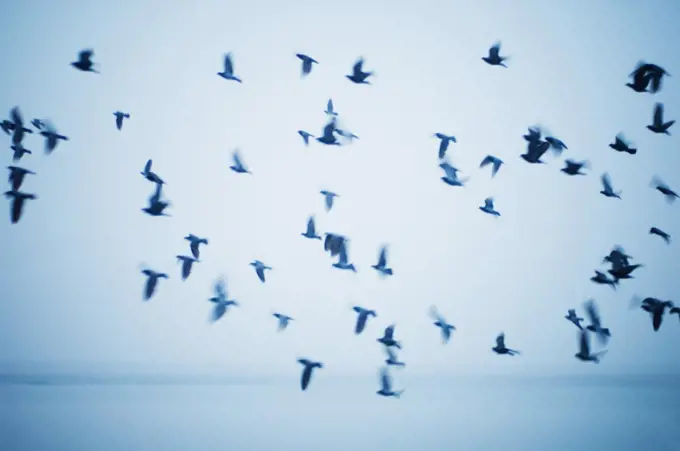 birds in the sky, Varanasi, India