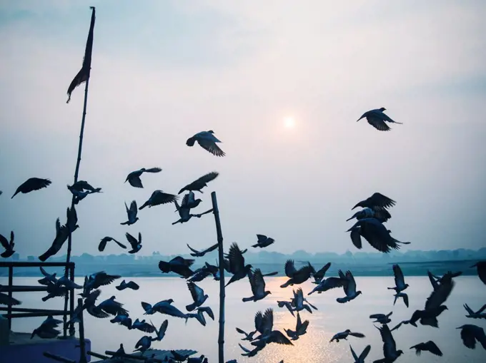 birds flying over the Ganges River, Varanasi, India