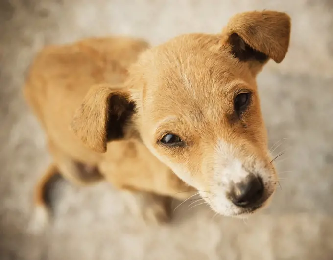 Brown puppy on the streets of Varanasi, India