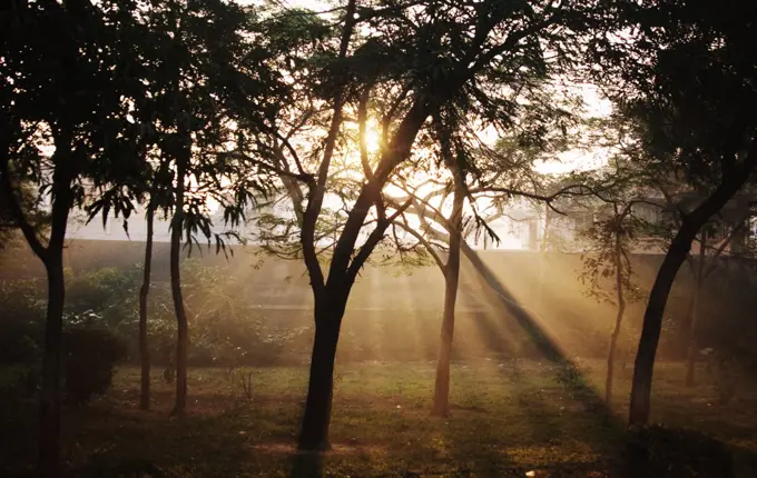 sunlight shinning through the trees in Agra, India
