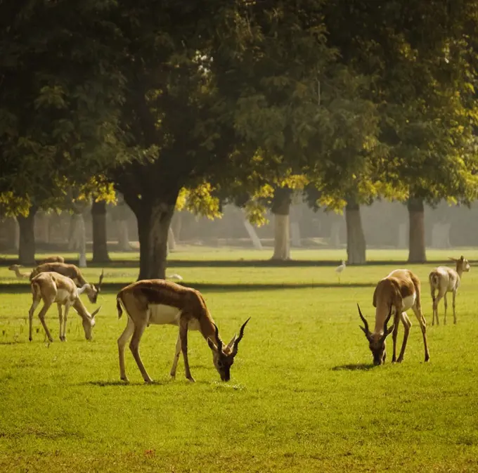 Wild deer grazing in Agra, India