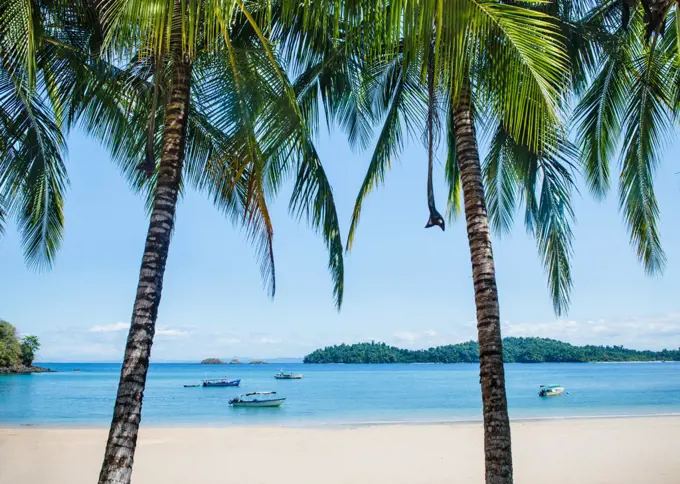 Palm trees on Coiba Island, Panama