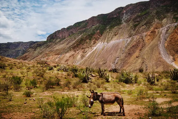 Donkeys in Colca Canyon, Peru, South America