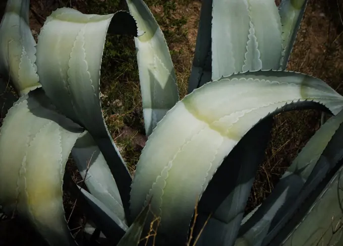 Agave leaves, Colca Canyon, Peru, South America