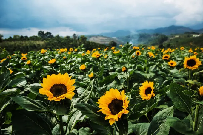 View of sunflower field, Da Lat, Vietnam