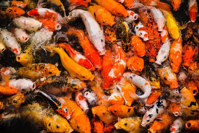 Pond of Koi fish feeding in Vietnam, Southeast Asia