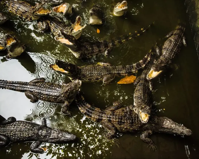 Swamp of crocodiles in Vietnam, Southeast Asia