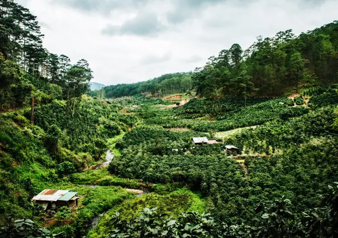 Lang Bian Mountain, Vietnam, Southeast Asia