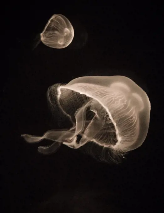 Jellyfish on black background