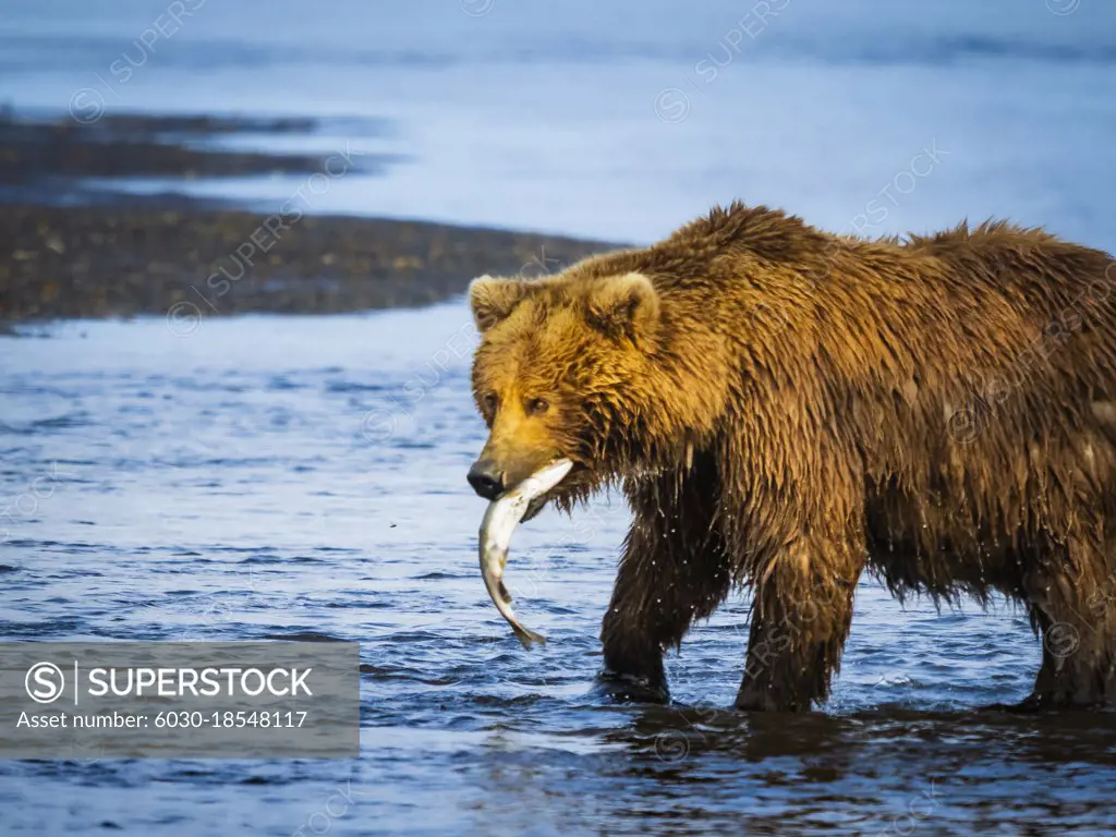 Mom with fish, Coastal Brown Bear (Ursus arctos horribilis) along Hallo Creek, Katmai National Park and Preserve, Alaska
