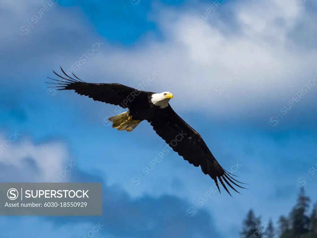 Bald Eagle (Haliaeetus leucocephalus) in flight above Fish Creek in Juneau Alaska's Inside Passage