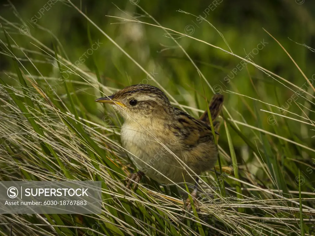 Grass Wren (Cistothorus platensis) on Carcass Island, Falkland Islands