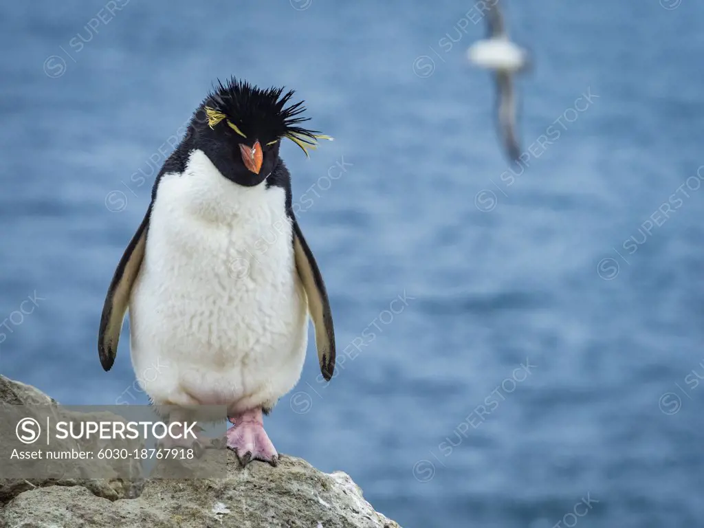 Rockhopper Penguin (Eudyptes chrysocome) Portrait on New Island, Falkland Islands
