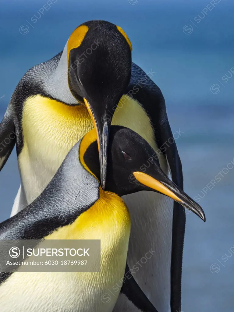 King Penguin King Penguins (Aptenodytes patagonicus) courting in St. Andrews Bay, South Georgia