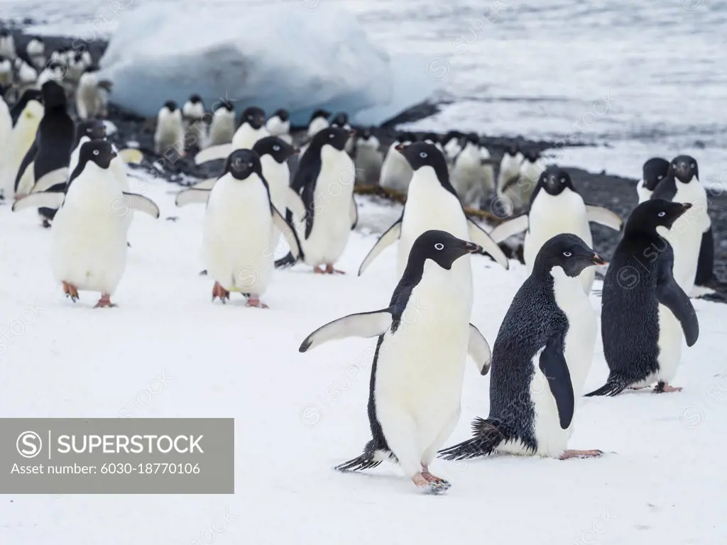 March of the Penguins, Adelie penguins (Pygoscelis adeliae) at Brown Bluff, Antarctic Peninsula