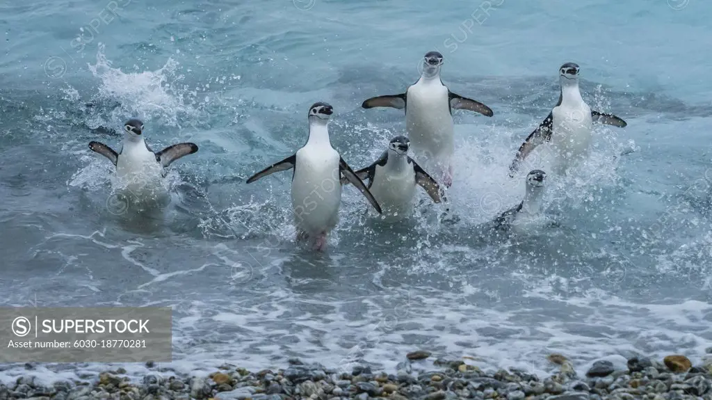 Chinstrap Penguins (Pygoscelis antarcticus) splashing through the surf, South Orkney Islands, Antarctica