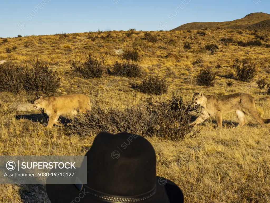 Close range, Puma (Puma concolor), Torres del Paine National Park, Patagonia, Chile