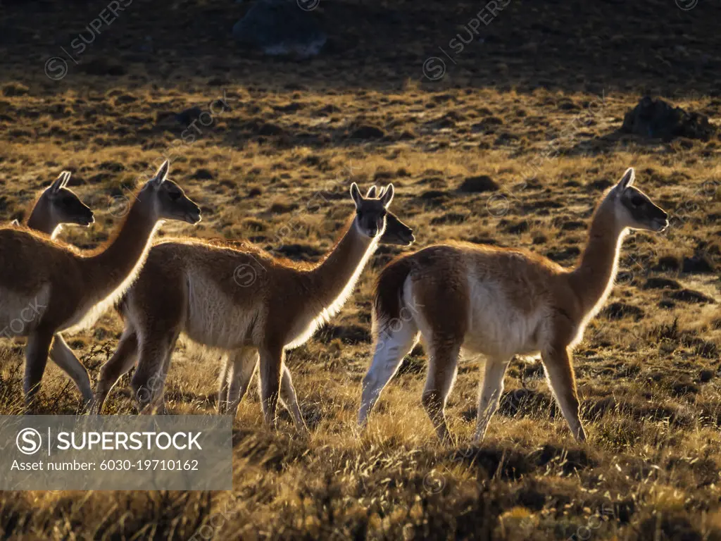 Guanacos (Lama guanicoe), Torres del Paine National Park, Patagonia, Chile