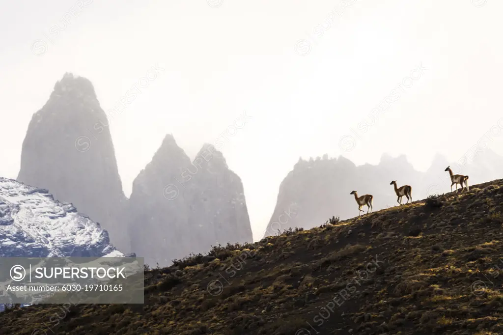 Winter scene, Guanacos (Lama guanicoe) and the towers, Torres del Paine National Park, Patagonia, Chile