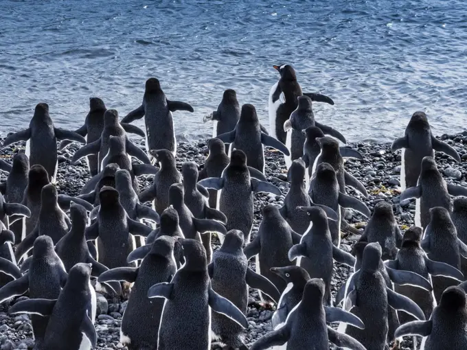 Adelie penguins (Pygoscelis adeliae) gather along the shoreline, Paulet Island, Antarctica