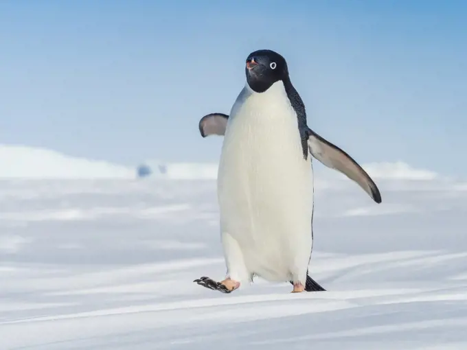 Adelie penguin (Pygoscelis adeliae) walking on pack ice, Weddell Sea, Antarctica