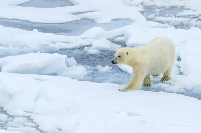 Polar Bear (Ursus maritimus) on the pack ice, Arctic Ocean, Hinlopen Strait, Svalbard, Norway