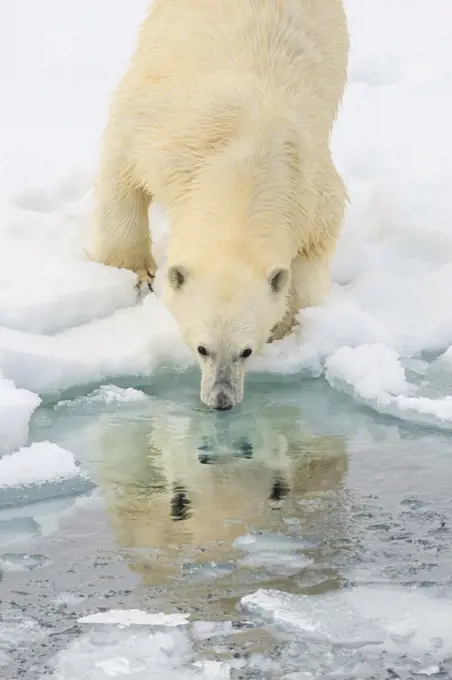 Polar Bear (Ursus maritimus) on the pack ice, Arctic Ocean, Hinlopen Strait, Svalbard, Norway