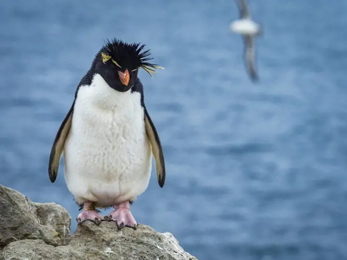 Rockhopper Penguin (Eudyptes chrysocome) Portrait on New Island, Falkland Islands