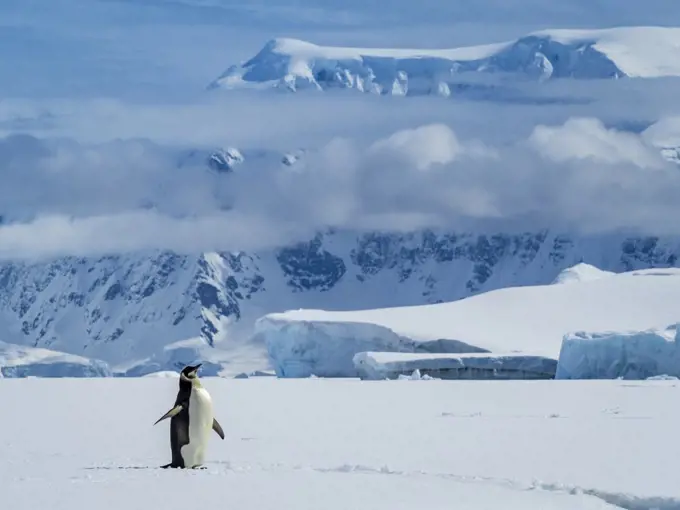 Emperor Penguin (Aptenodytes forsteri) on ice in Gerlache Strait, Antarctica