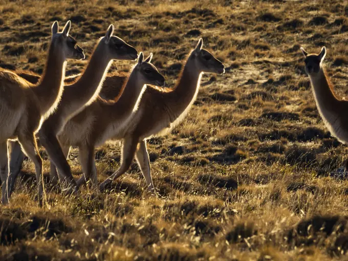 Guanacos (Lama guanicoe), Torres del Paine National Park, Patagonia, Chile