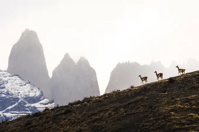 Winter scene, Guanacos (Lama guanicoe) and the towers, Torres del Paine National Park, Patagonia, Chile