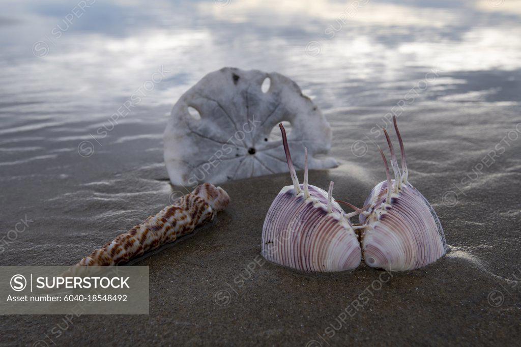 Sea shells on Sand Dollar Beach Baja California Sur