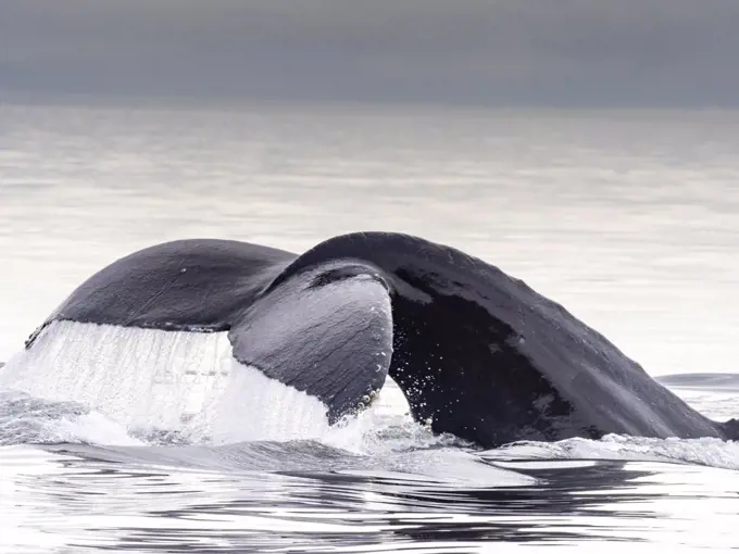 Humpback whale tail, in Warm Springs, Alaska, (Megaptera novaeangliae) Image made under NMFS permit 19703.