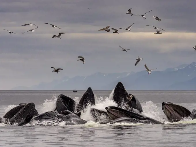 Humpback whales cooperative bubble feeding, in Warm Springs, Alaska, (Megaptera novaeangliae) Image made under NMFS permit 19703.