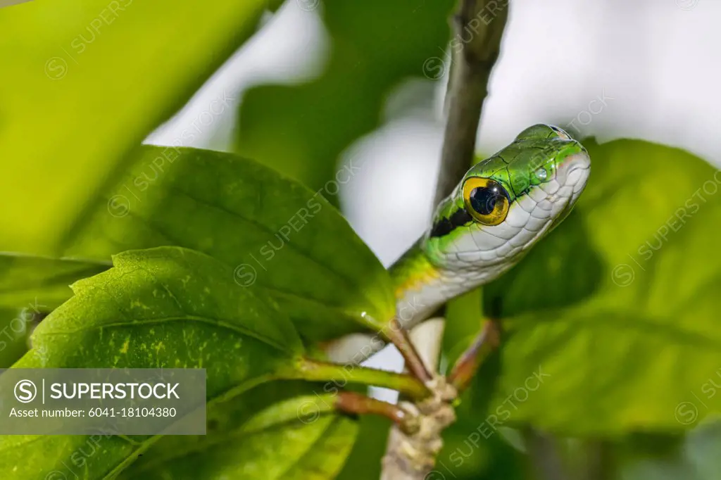 Parrot snake, Satiny Parrot Snake, Leptophis depressirostris, Tropical Rainforest, Corcovado National Park, Osa Conservation Area, Osa Peninsula, Costa Rica, Central America, America