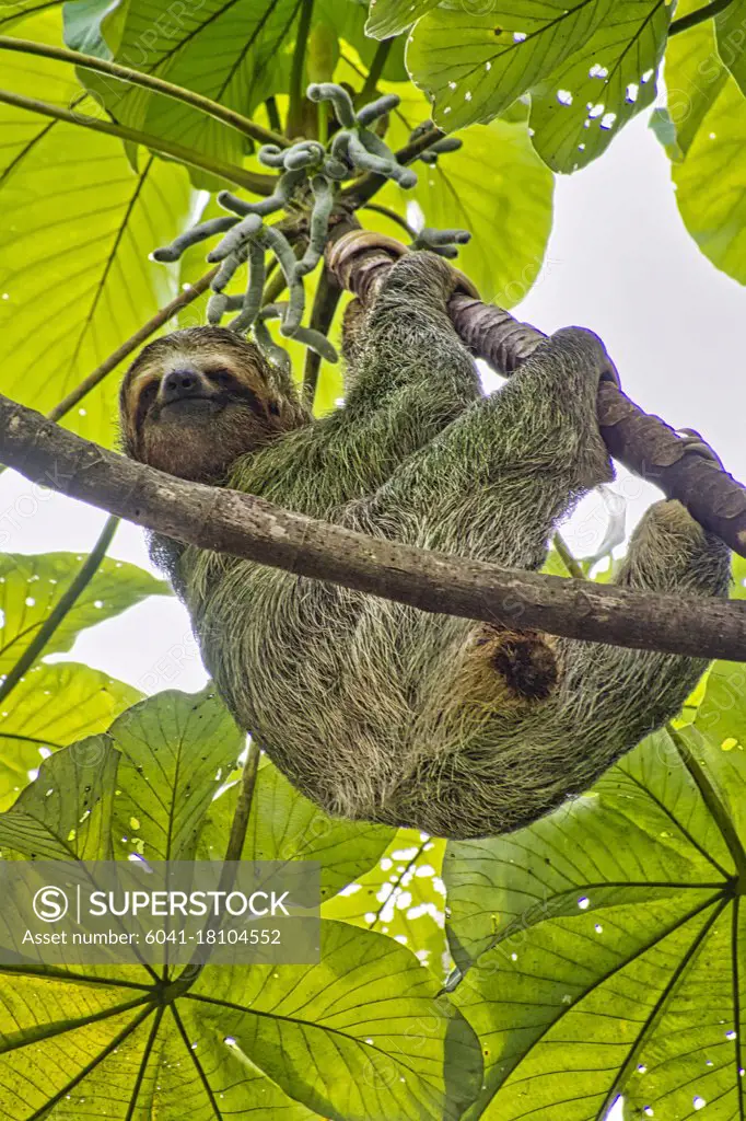 Pale-throated Sloth, Bradypus tridactylus, Three-toed Sloth, Tropical Rainforest, Marino Ballena National Park, Uvita de Osa, Puntarenas, Costa Rica, Central America, America