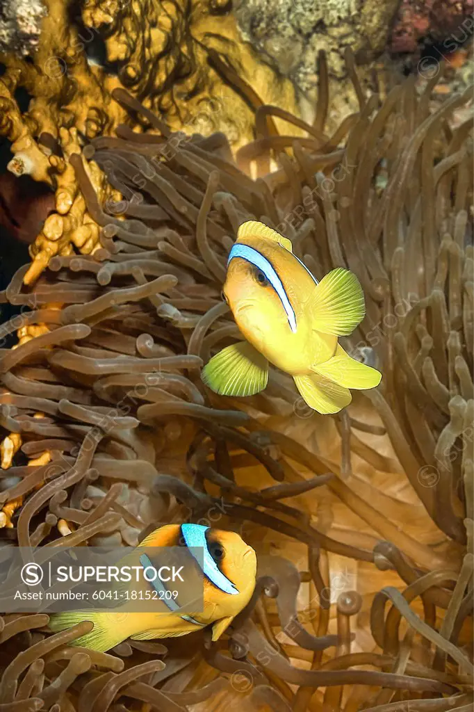 Red Sea Clownfish, Two-banded Anemonefish, Amphiprion bicintus, Coral Reef, Red Sea, Egypt, Africa