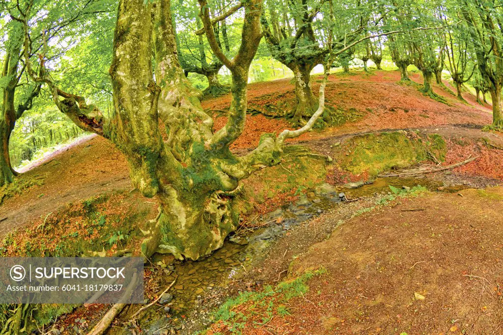 Otzarreta Beech Forest, Gorbeia Natural Park, Bizkaia, Basque Country, Spain, Europe