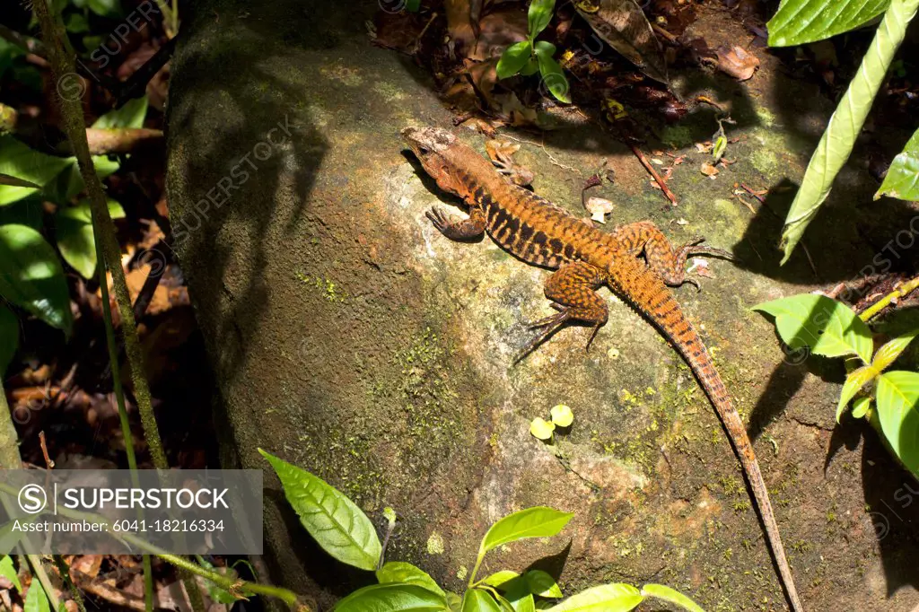 Rainbow Ameiva, Barred Whiptail, Ameiva undulata, Lizard, Tropical Rainforest, Marino Ballena National Park, Uvita de Osa, Puntarenas, Costa Rica, Central America, America