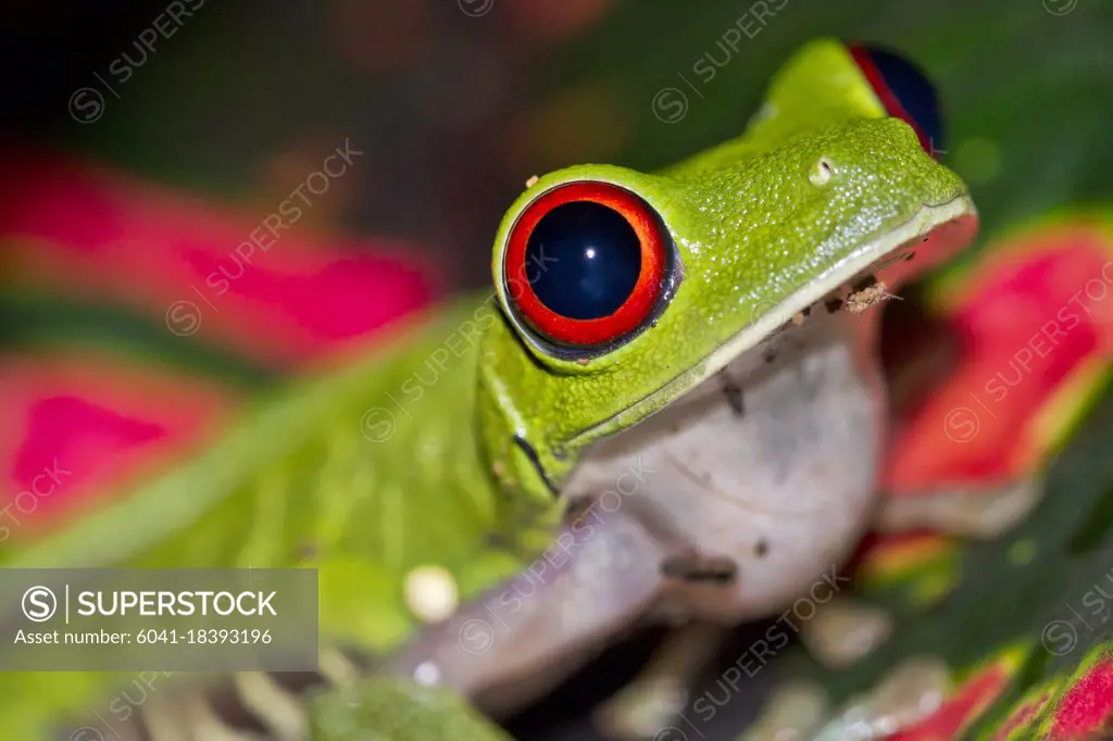 Red-eyed Tree Frog, Agalychnis callidryas, Tropical Rainforest, Corcovado National Park, Osa Conservation Area, Osa Peninsula, Costa Rica, Central America, America