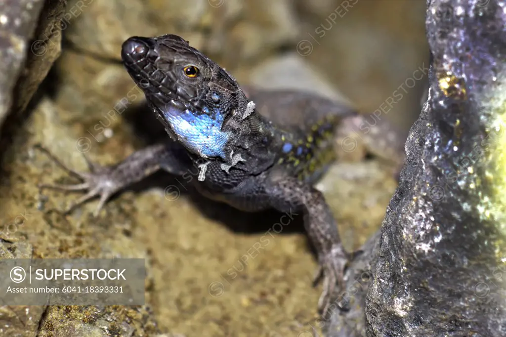 La Palma lizard, Sizeable lizard, Wall lizard, Lagarto Tizón, Gallotia galloti palmae, Caldera de Taburiente National Park, Biosphere Reserve, ZEPA, LIC, La Palma, Canary Islands, Spain, Europe