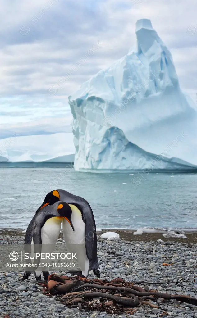 King penguins (Aptenodytes patagonicus) near an iceberg, South Georgia Island                                                                                