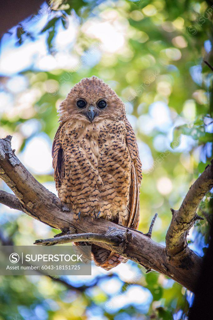 Fishing Owl