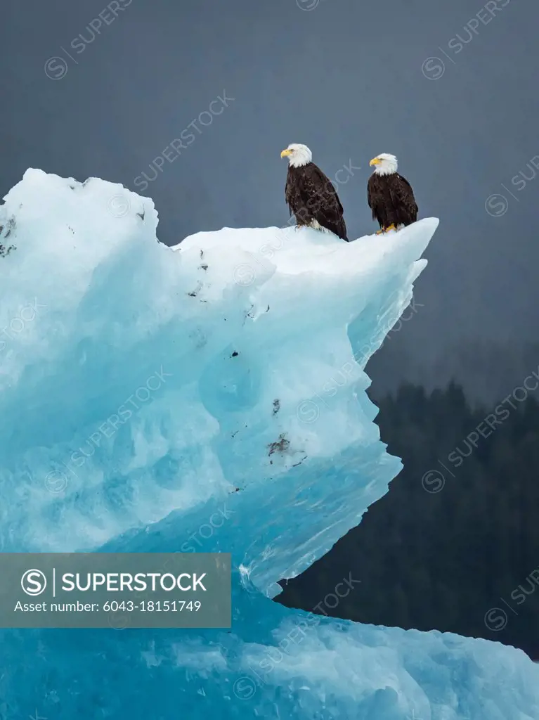 Bald eagles sitting on ice, Alaska (Haliaeetus leucocephalus)                               