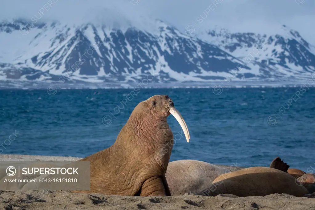 Walrus (Odobenus rosmarus) Svalbard Norway