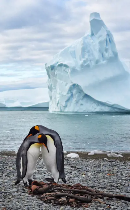 King penguins (Aptenodytes patagonicus) near an iceberg, South Georgia Island                                                                                