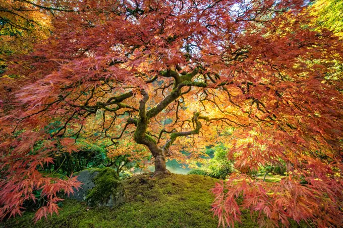 Portland Oregon, Japanese tree in fall foliage