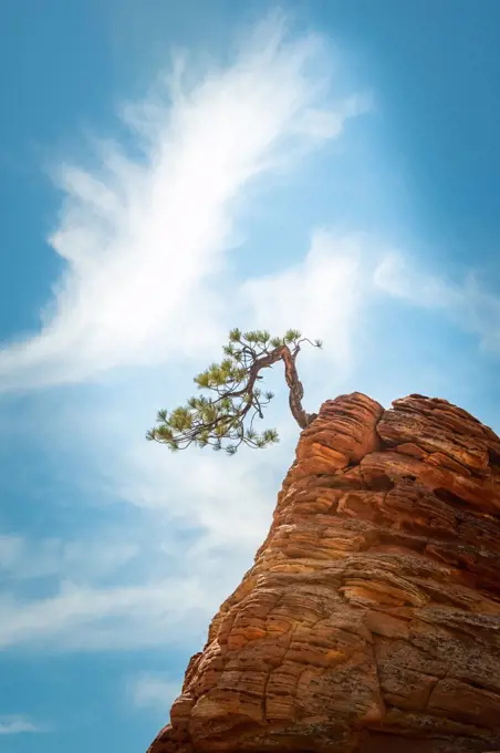 tree in Zion     