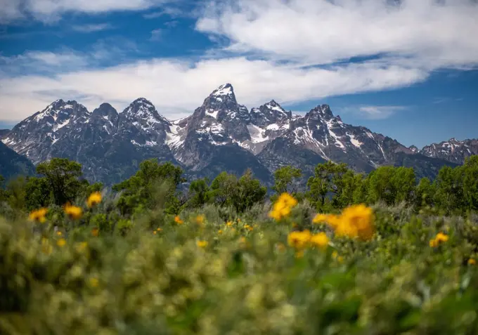 Low angle landscape of Tetons in Jackson Wyoming with flowers in foreground 