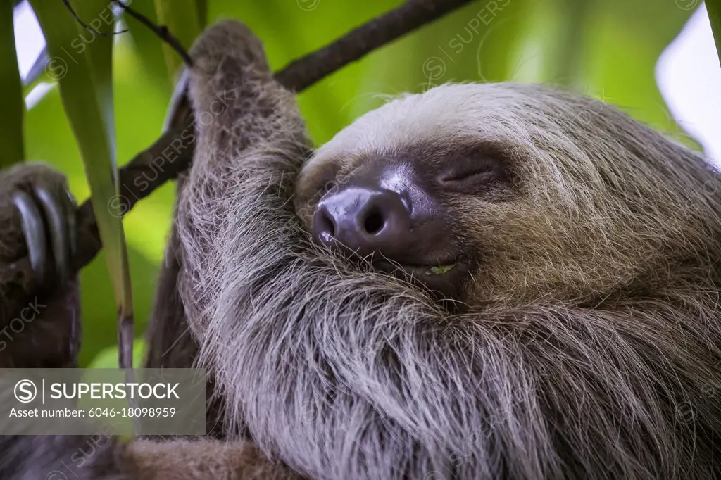 A two-toed sloth sleeps among the leafs